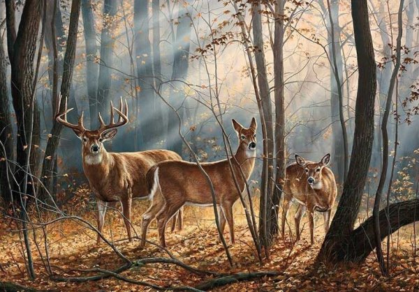 Художник дикой природы Розмари Миллетт