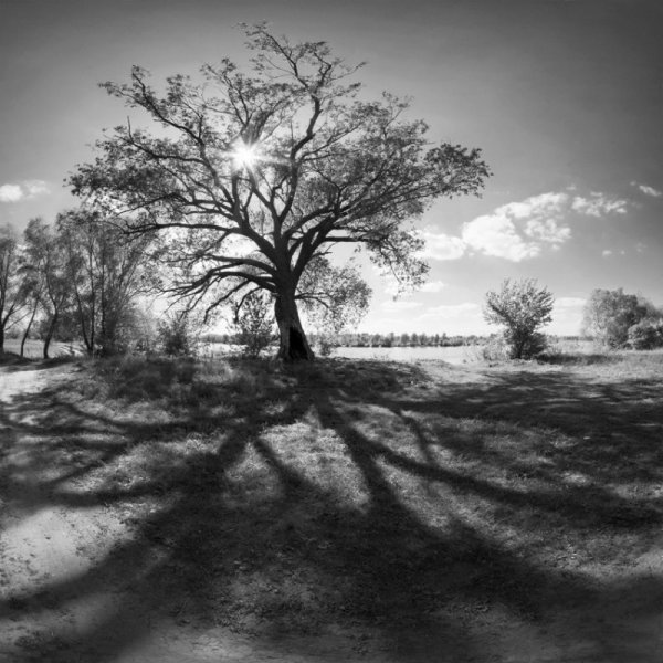 Пейзаж с черными деревьями