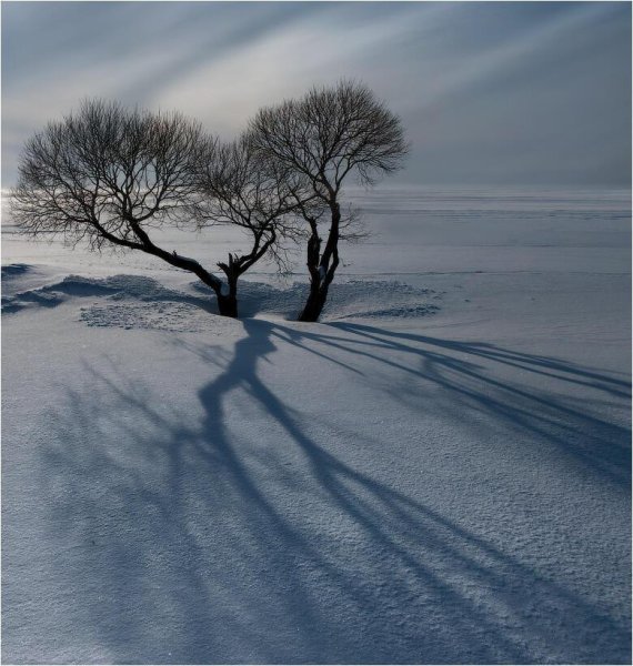 Тени от деревьев зимой