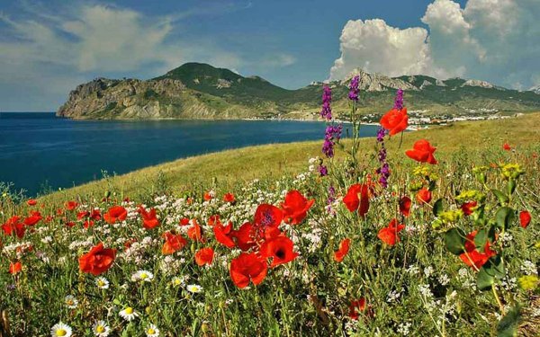 Маковые поля мыс Фиолент