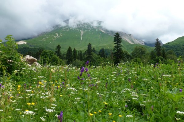 Апшеронск Краснодарский край растительность
