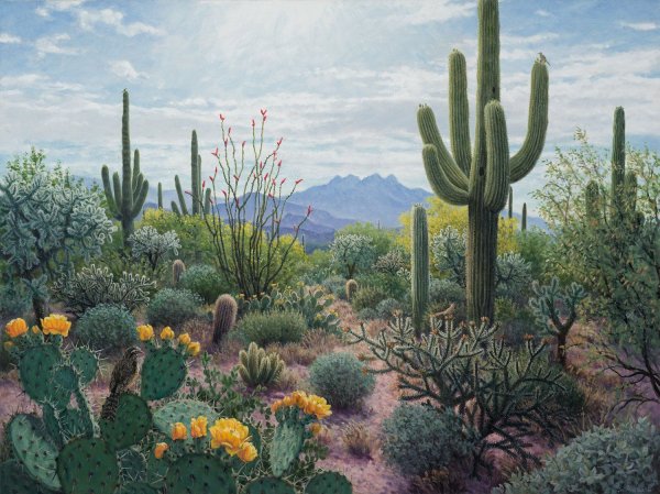 Кактусы пейзаж арт