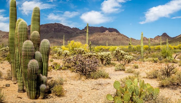Кактус в пустыне