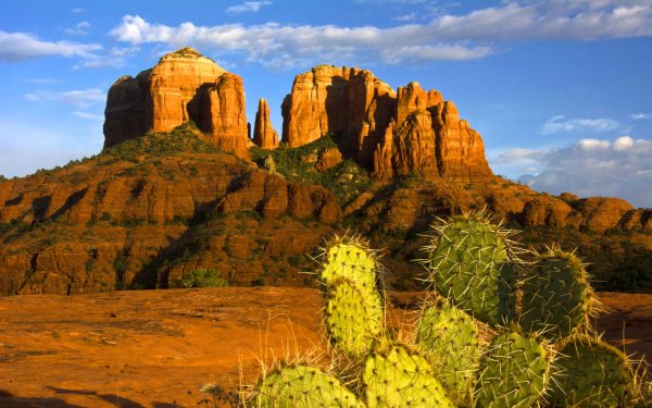 Пустыня Аризона кактусы