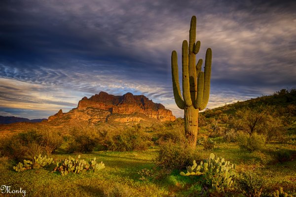 Сагуаро в Северной Америке