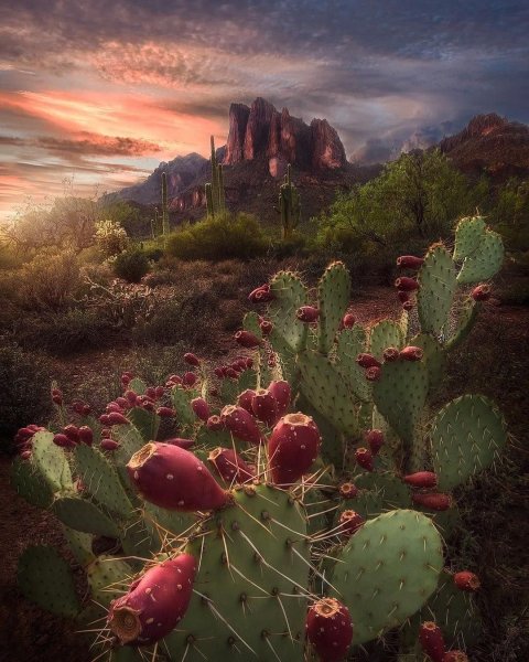 Мексика природа кактусы