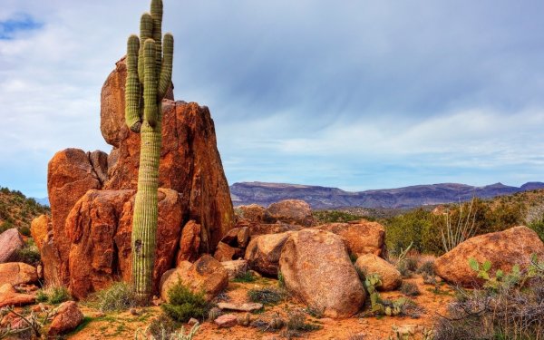 Мексика кактусы дикий Запад