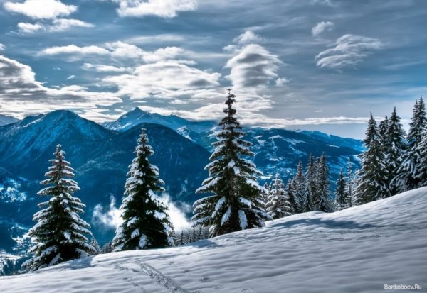 Елки в горах зимой