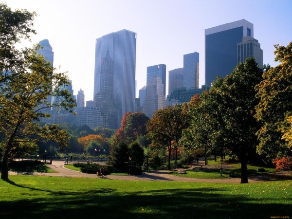 Централ парк Нью-Йорк деревья