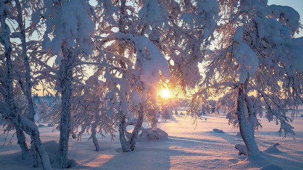 Зимний лес солнце