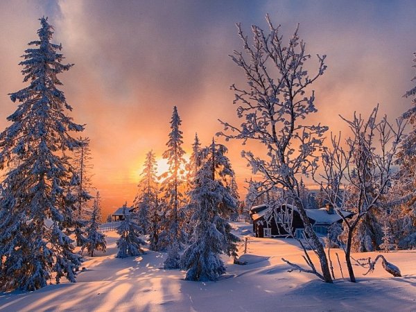 Зимний пейзаж с елями