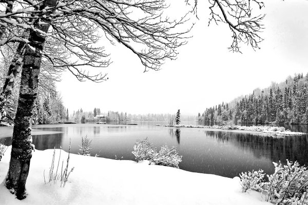 Природа зимой чб