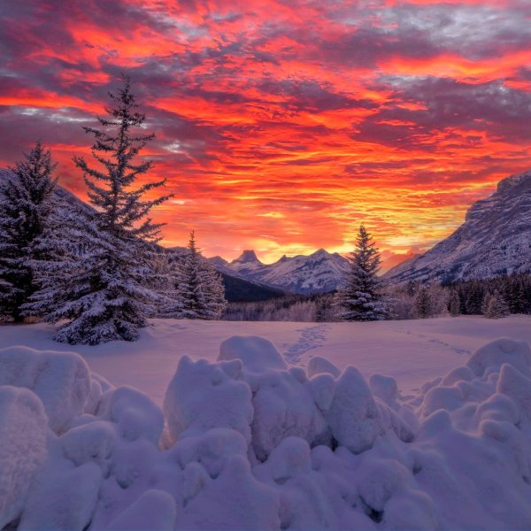 Заснеженный лес