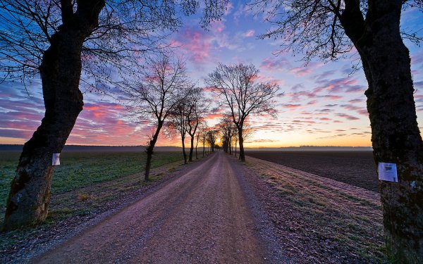 Аллея уходящая в даль