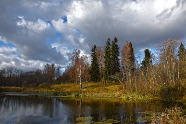 Берег реки в Подмосковье