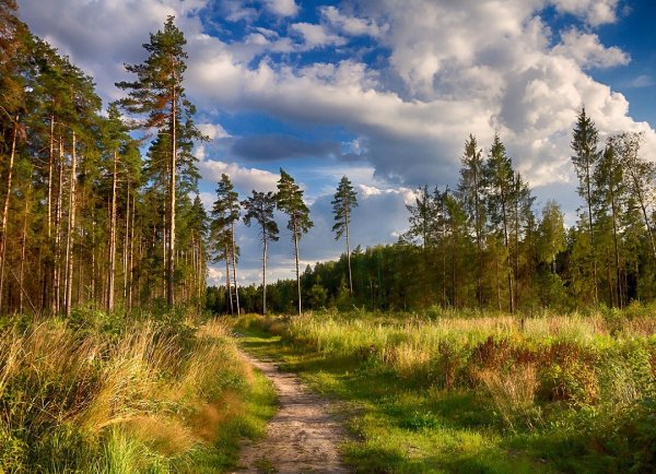 Озеро Щепкино болото