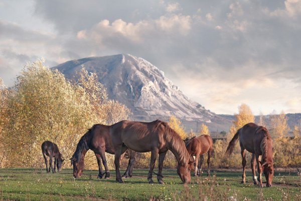 Природа Башкирии лошади башкиры