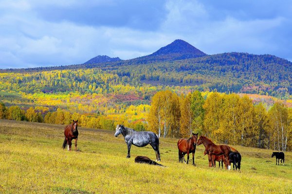 Природа Башкортостана и кони
