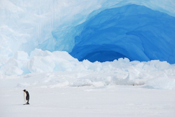 Антарктида арт
