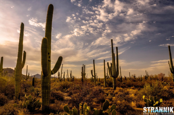 Кактус Сагуаро в пустыне Сонора