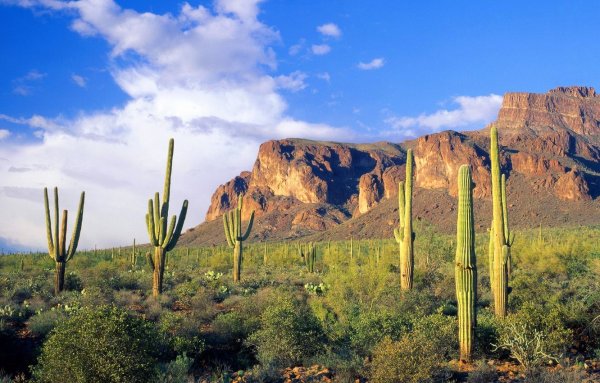 Национальный парк Сагуаро США