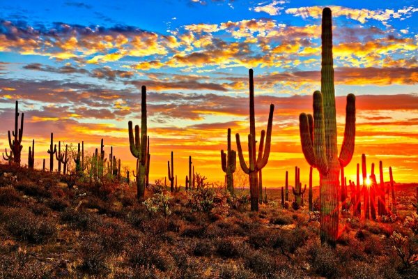 Пустыня Сонора Аризона