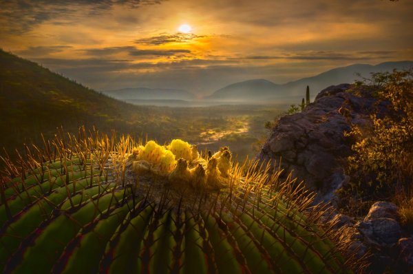 Мексика природа горы Кактус