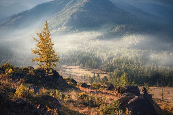 Горный Алтай Тайга