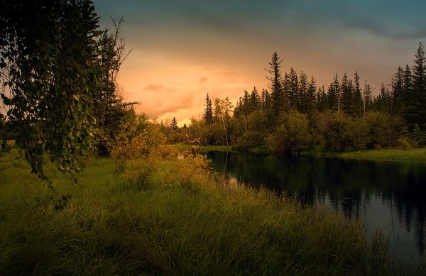 Таежный пейзаж ХМАО Тайга