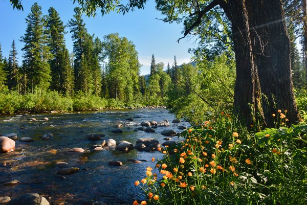 Сибири Тайга Якутии