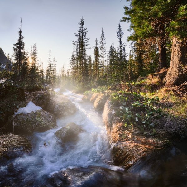 Горы. Тайга горный ручей кедрач