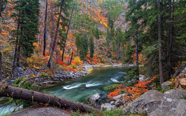 Таежный лес Карелии