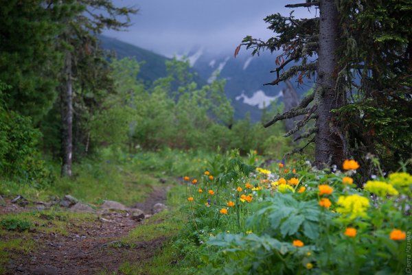Домбай Пихтовый лес