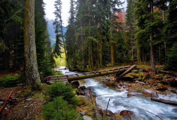 Горы. Тайга горный ручей кедрач