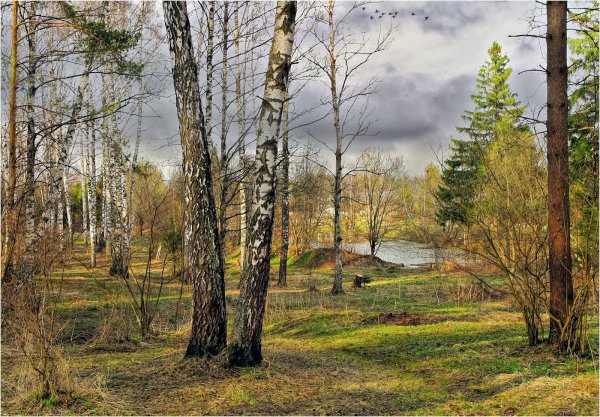 Апрель в лесу