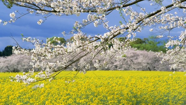 Весенняя природа