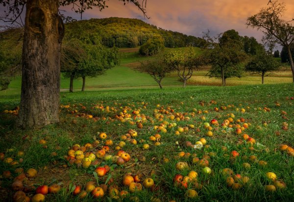 Яблочные плантации Нормандии