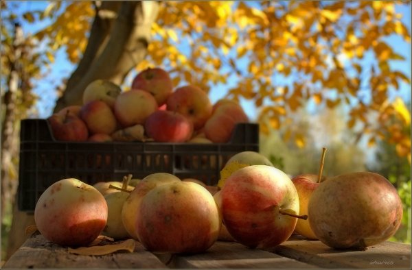 Осень сад яблоки