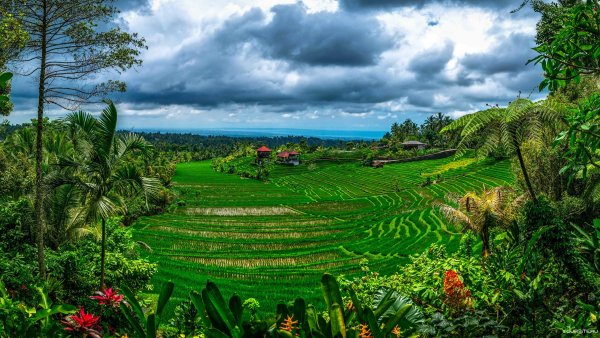 Юньнань чайные плантации