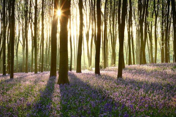 Природа настоящая