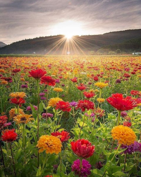 Красивые пейзажи с цветами