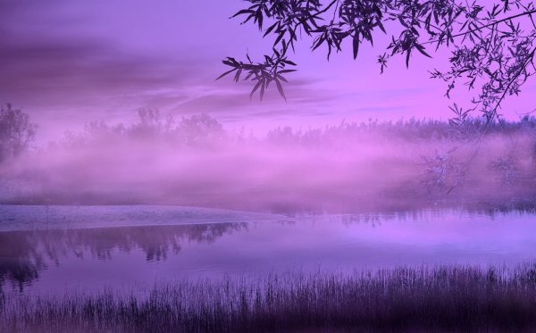 Фиолетовый туман