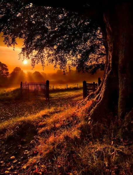 Фото на аватарку природа