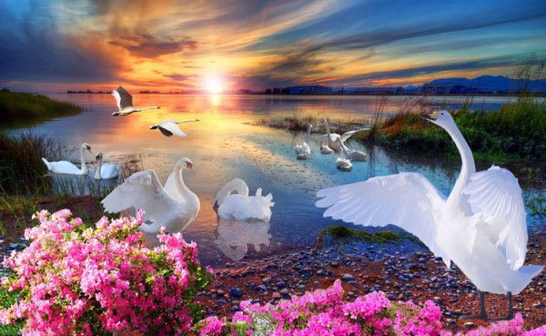 Лебеди и цветы