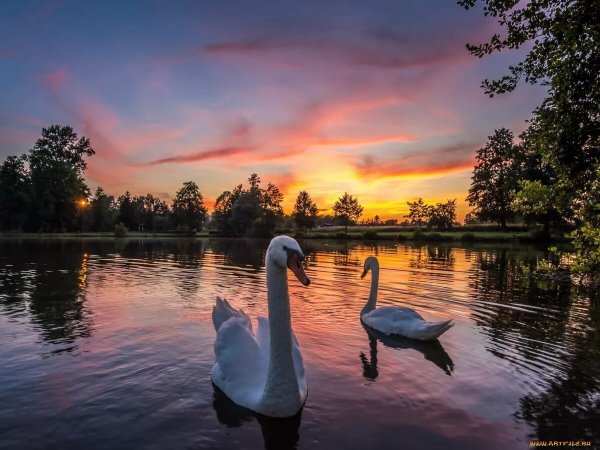 Озеро Лебединое Приозерский район