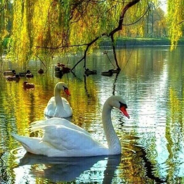 Сергиев Посад озеро с лебедями