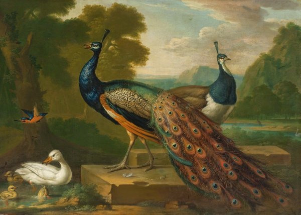 Павлин Реджинальд