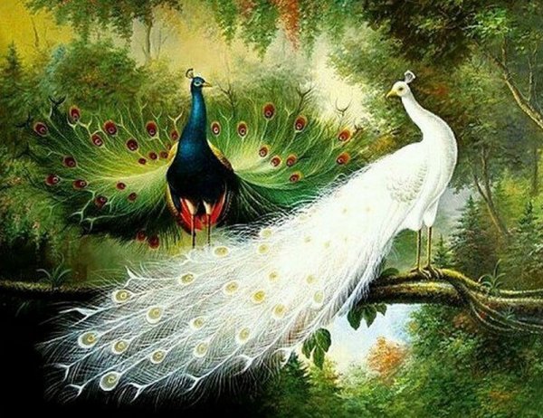 Два павлина картина