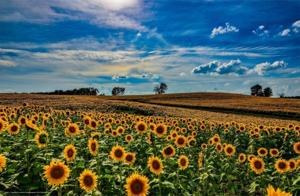 Картина "поле с подсолнухами"