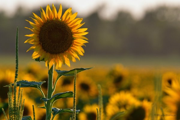 Картина поле подсолнухов